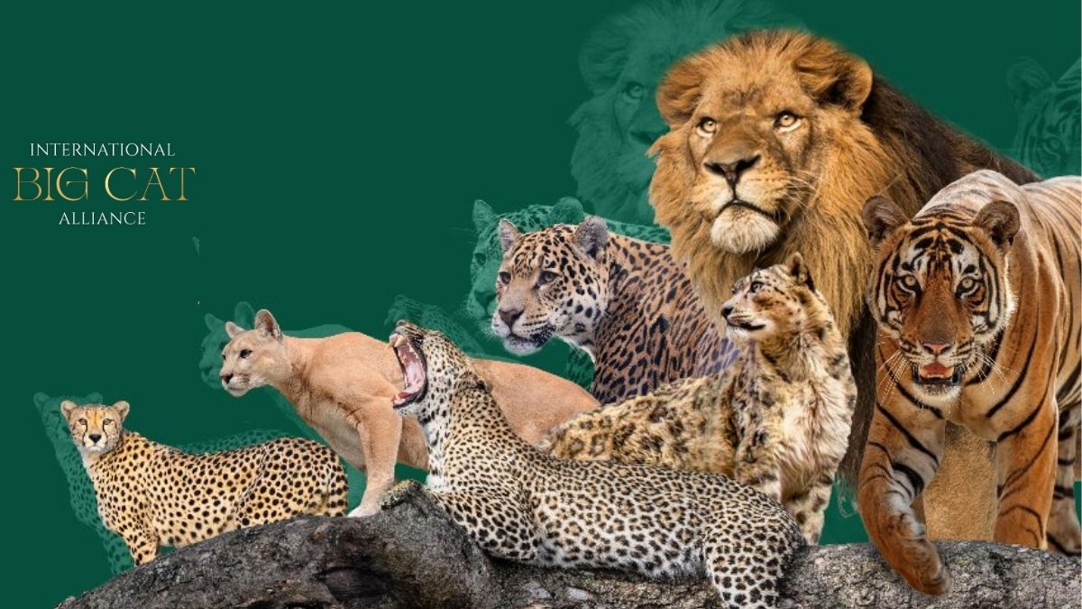 India Global Big Cats Summit: A Historic Step Toward Worldwide Big Cat Conservation India Global Big Cats Summit
