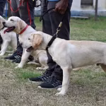 Indigenous Dog Breeds