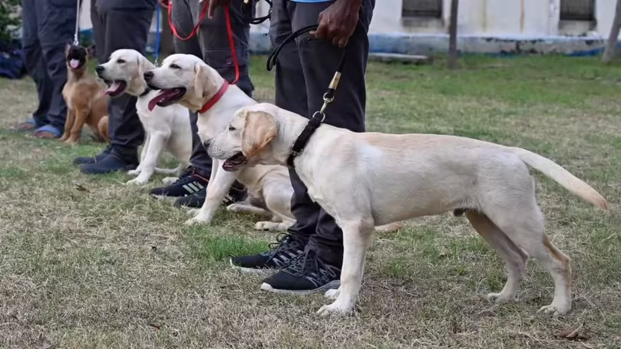Indigenous Dog Breeds