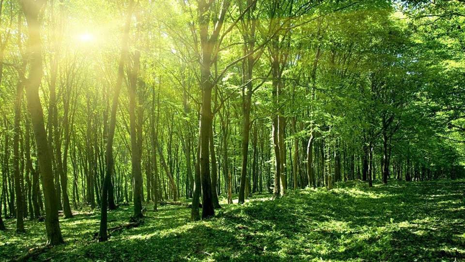Jadav Payeng Forest Conservation