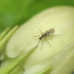 Jasmine Midge Discovery