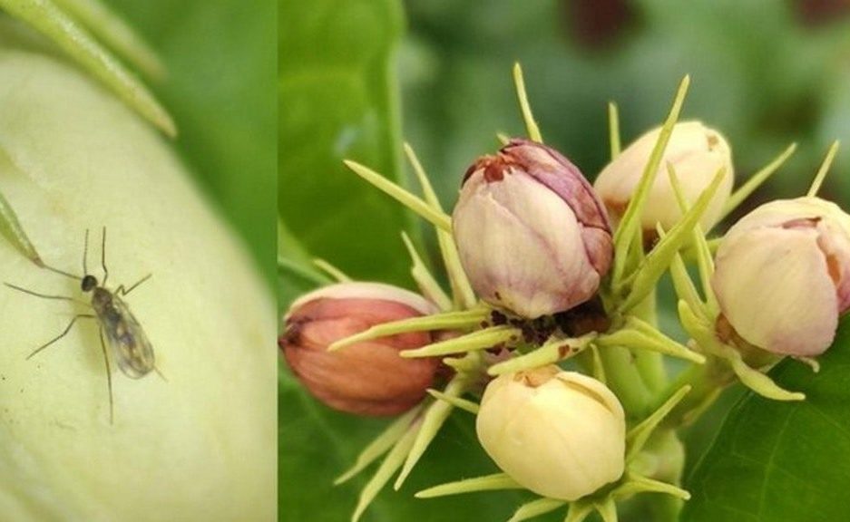 Jasmine Midge Discovery: New Pest Species Found Attacking Jasmine Flowers in India Pretorius 188 Jasmine Midge Discovery