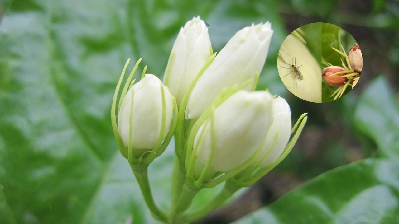 Jasmine Midge Discovery: New Pest Species Found Attacking Jasmine Flowers in India Pretorius 188 Jasmine Midge Discovery