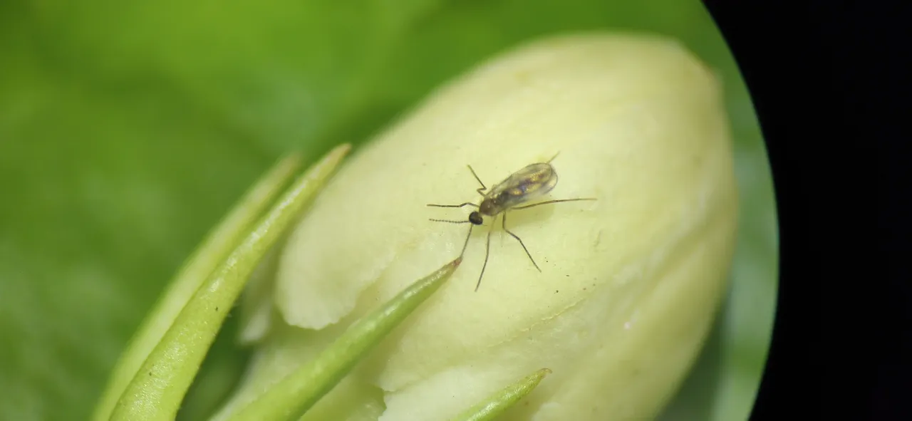 Jasmine Midge Discovery
