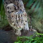 Kaziranga Fishing Cat Stronghold