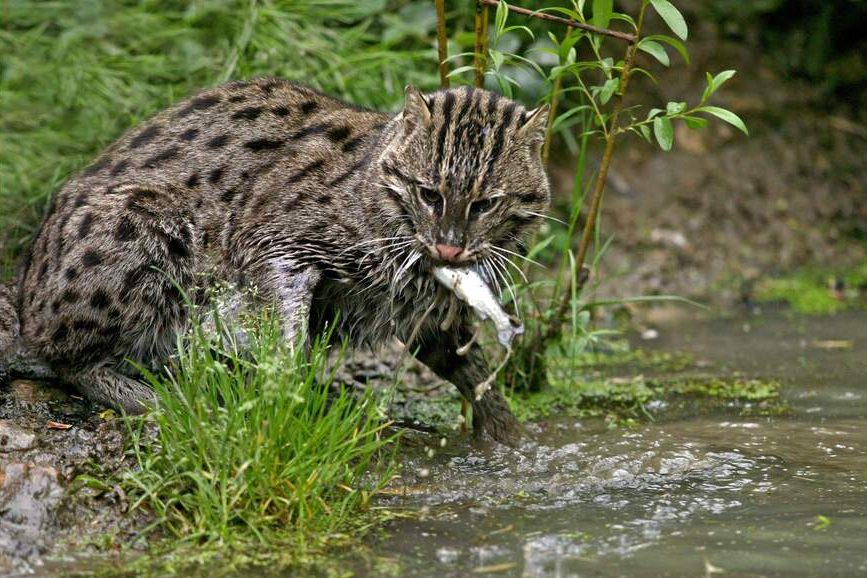 Kaziranga Fishing Cat Stronghold
