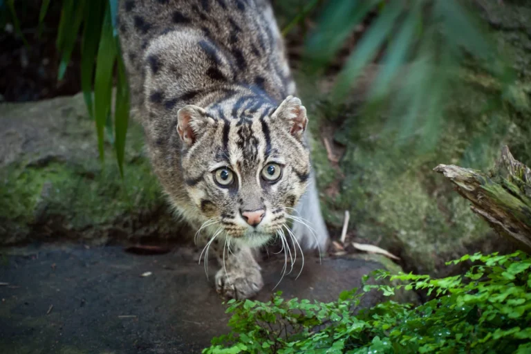Kaziranga Fishing Cat Stronghold