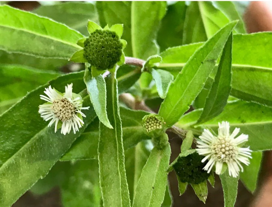 Kerala NeophyteID App Launch: AI-Powered Support for Protecting Native Plant Life Kerala NeophyteID App Launch