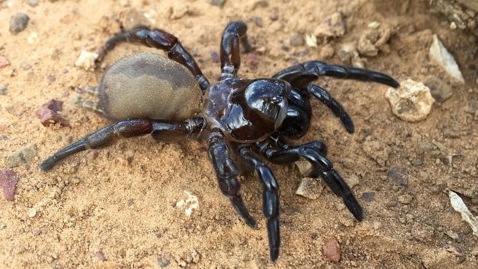 Kolhapur Trapdoor Spider Discovery