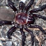 Kolhapur Trapdoor Spider Discovery