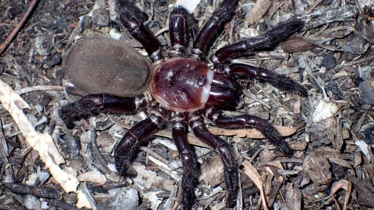 Kolhapur Trapdoor Spider Discovery