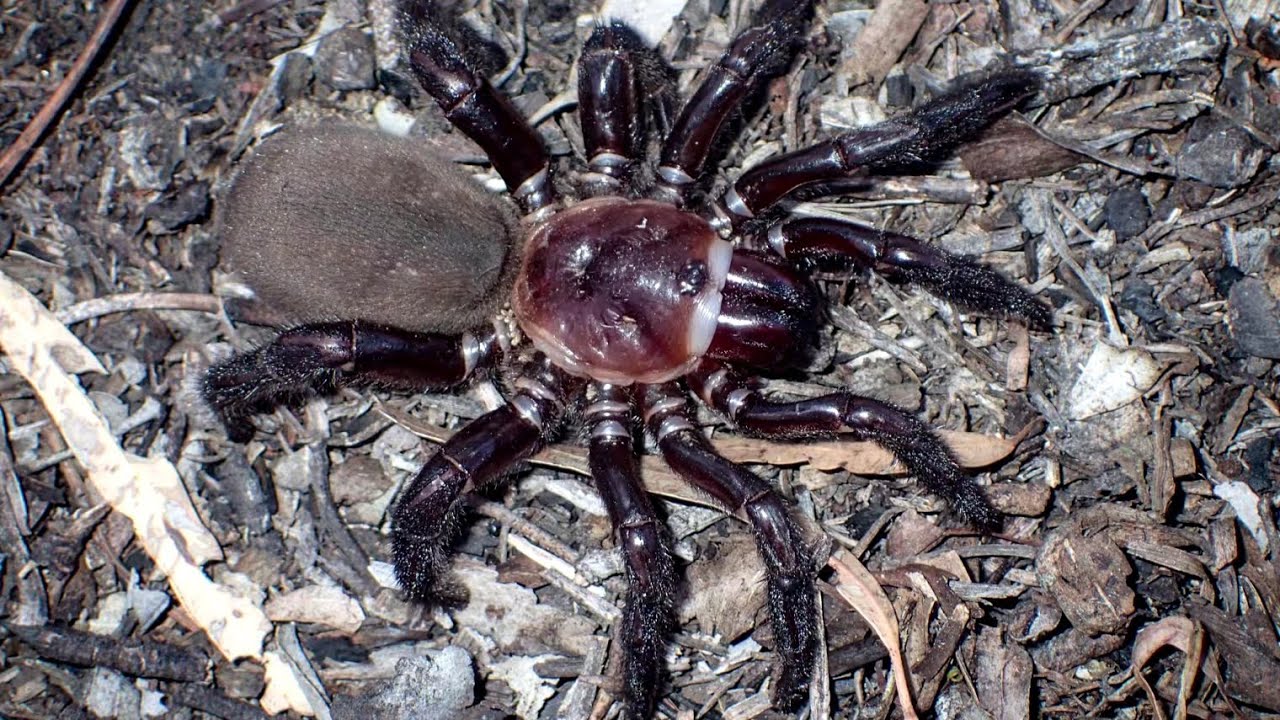 Kolhapur Trapdoor Spider Discovery