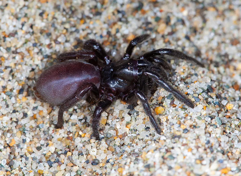 Kolhapur Trapdoor Spider Discovery