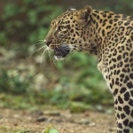 Kuno Cheetahs Reach 38