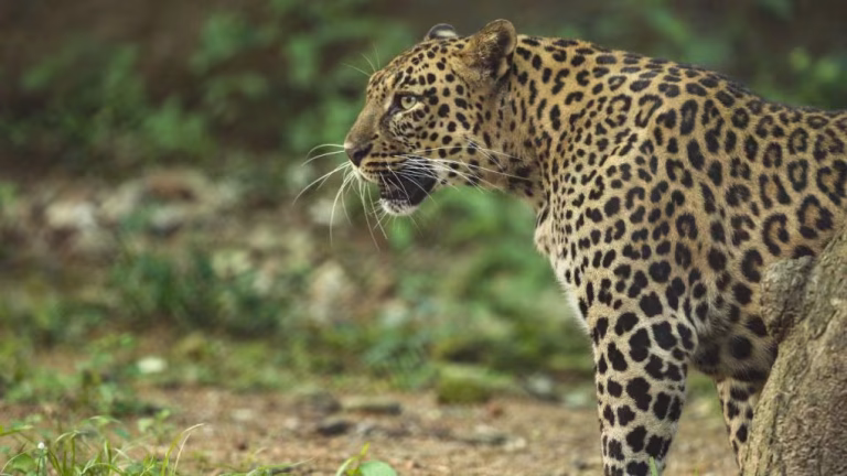 Kuno Cheetahs Reach 38