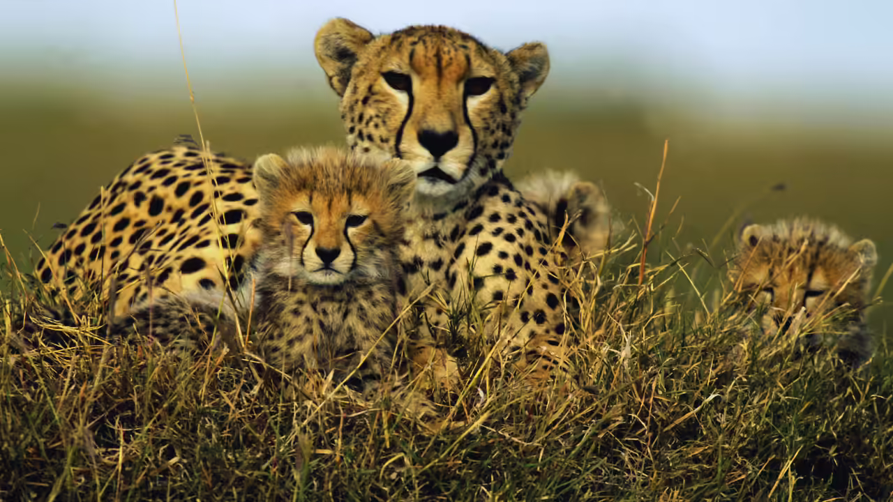 Kuno Cheetahs Reach 38