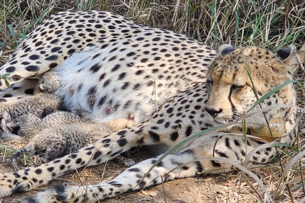 Kuno Cheetahs Reach 38