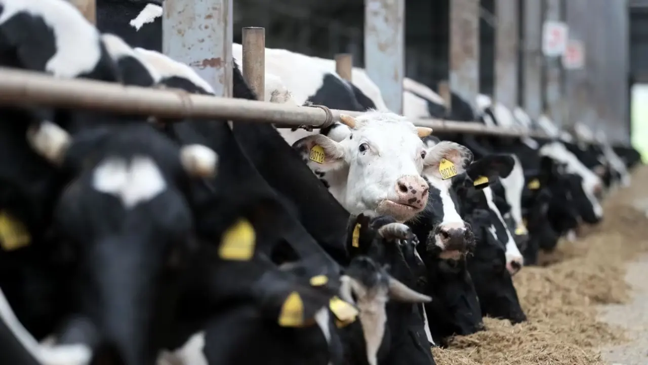 Kyrgyzstan Bans Indian Animal Imports