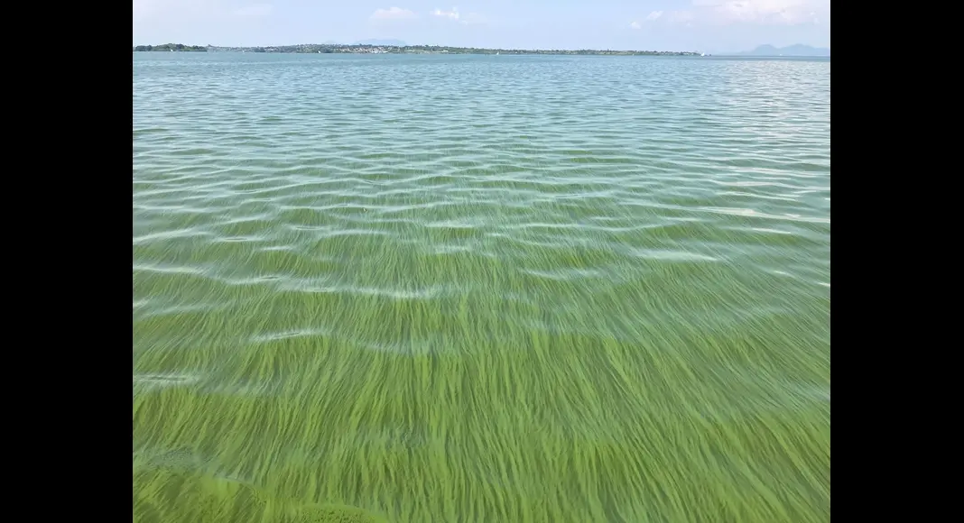 Lake Victoria Toxic Green Crisis