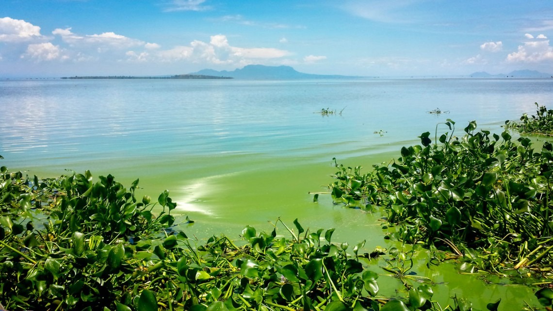Lake Victoria Toxic Green Crisis