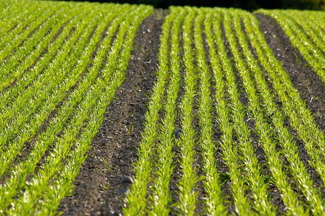 Legacy Phosphorus Threat: How Decades of Fertiliser Use Are Harming Soil and Water Legacy Phosphorus Threat