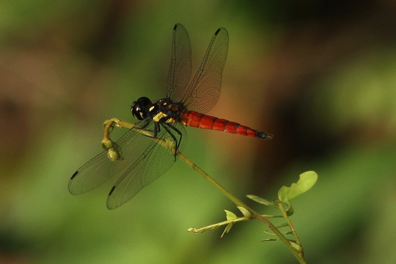 Lyriothemis keralensis Discovery 