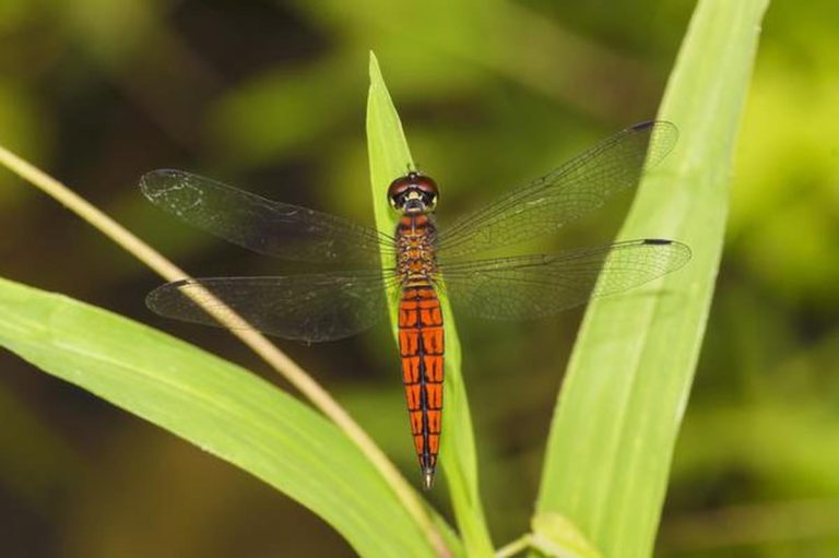 Lyriothemis keralensis Discovery