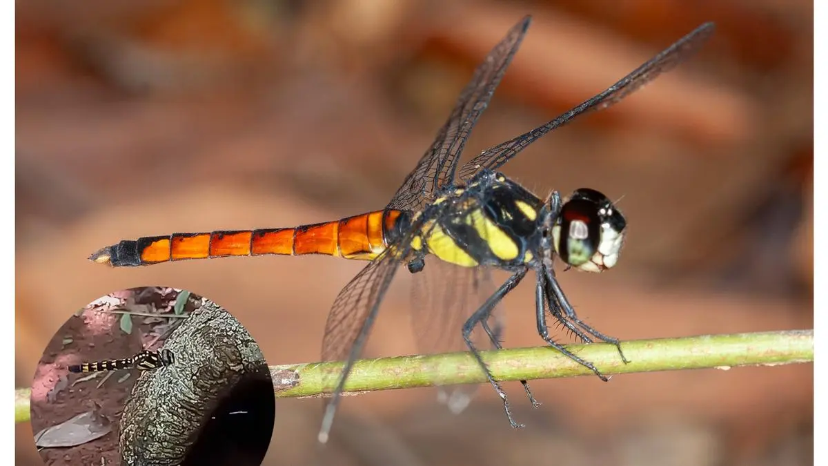 Lyriothemis keralensis Discovery 