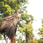 Maharashtra Vultures Revival