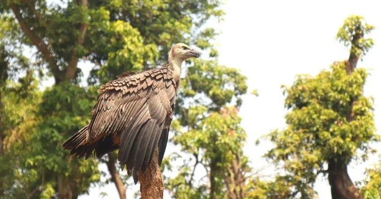 Maharashtra Vultures Revival