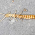 New Diplura Species Found