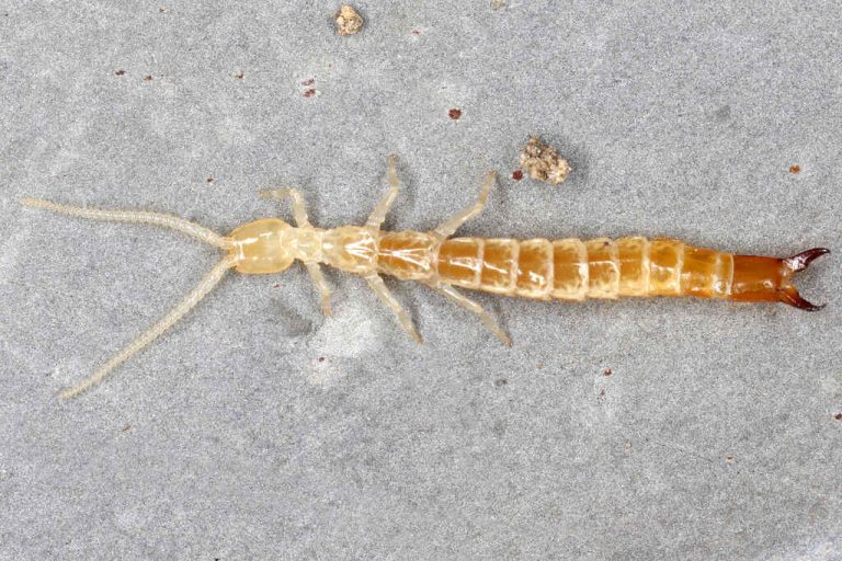 New Diplura Species Found