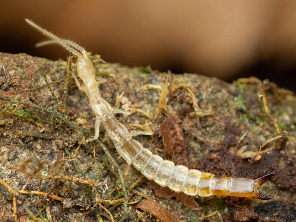 New Diplura Species Found