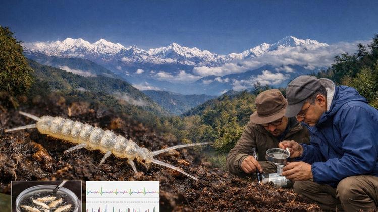 New Diplura Species Found