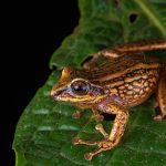 Peru Frog Threat