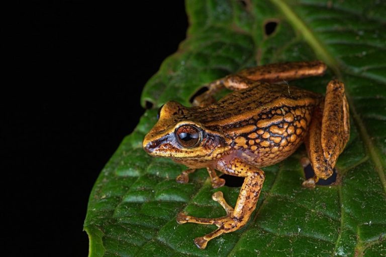 Peru Frog Threat