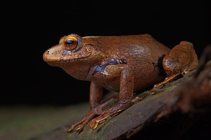 Peru Frog Threat