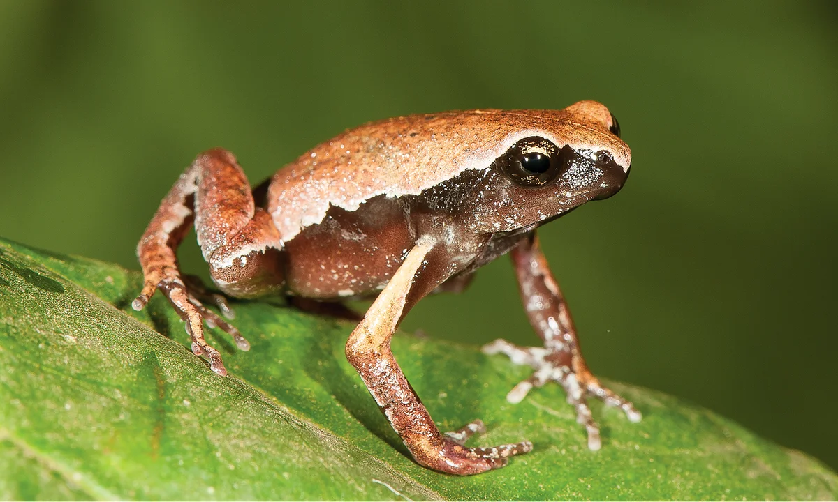 Peru Frog Threat