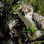 Philippine Eagle