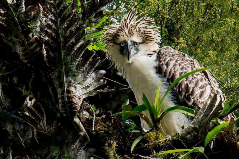 Philippine Eagle