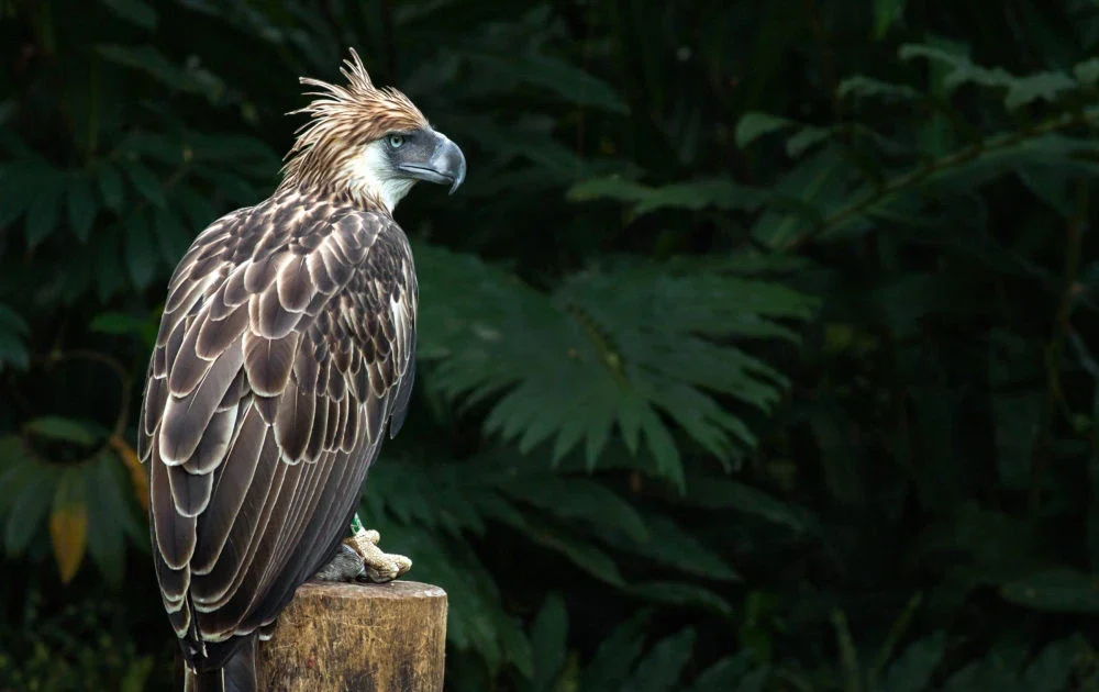 Philippine Eagle