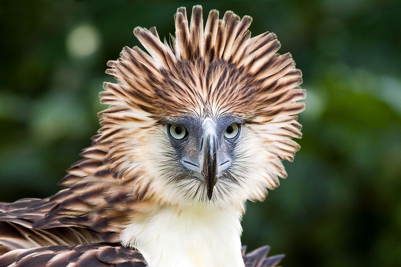 Philippine Eagle