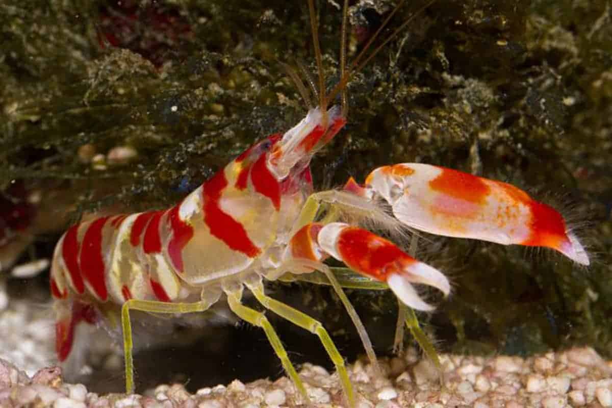 Pistol Shrimp Found in Kochi Backwaters Reveals a New Side of Estuarine Life Pistol Shrimp Found in Kochi Backwaters