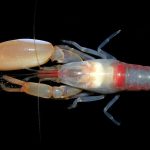 Pistol Shrimp Found in Kochi Backwaters