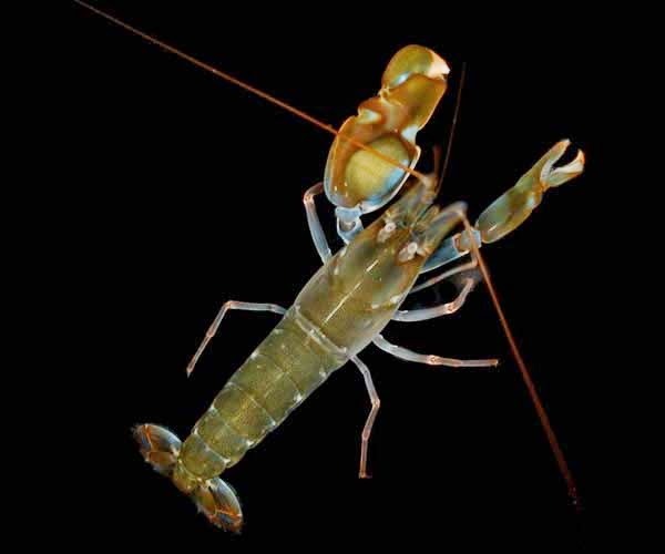 Pistol Shrimp Found in Kochi Backwaters Reveals a New Side of Estuarine Life Pistol Shrimp Found in Kochi Backwaters