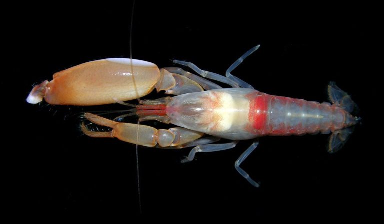 Pistol Shrimp Found in Kochi Backwaters
