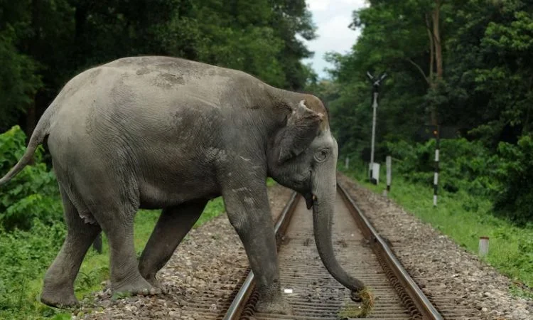 Railways AI for Elephants
