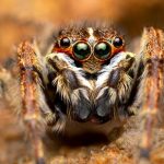 Rare Jumping Spider Recorded in India
