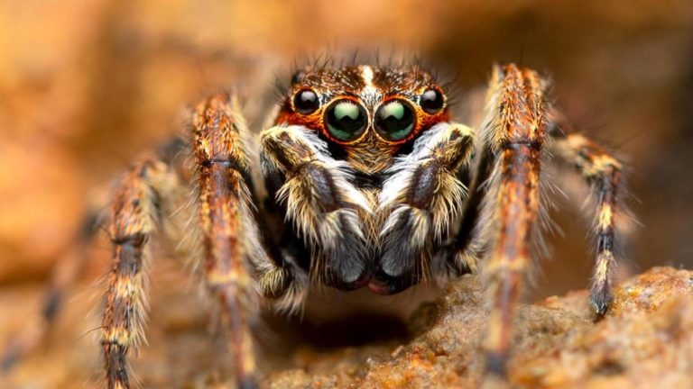 Rare Jumping Spider Recorded in India