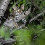 Rusty-Spotted Cat Sighted in Rajasthan